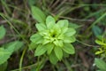 A flower like a leaf Royalty Free Stock Photo